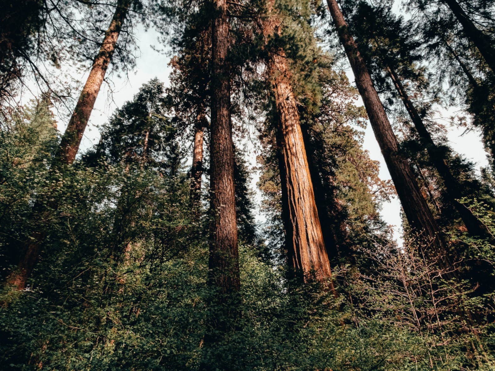 El Bosc Nacional de Sequoia, a Califòrnia, és mostra de la naturalesa exuberant dels Estats Units