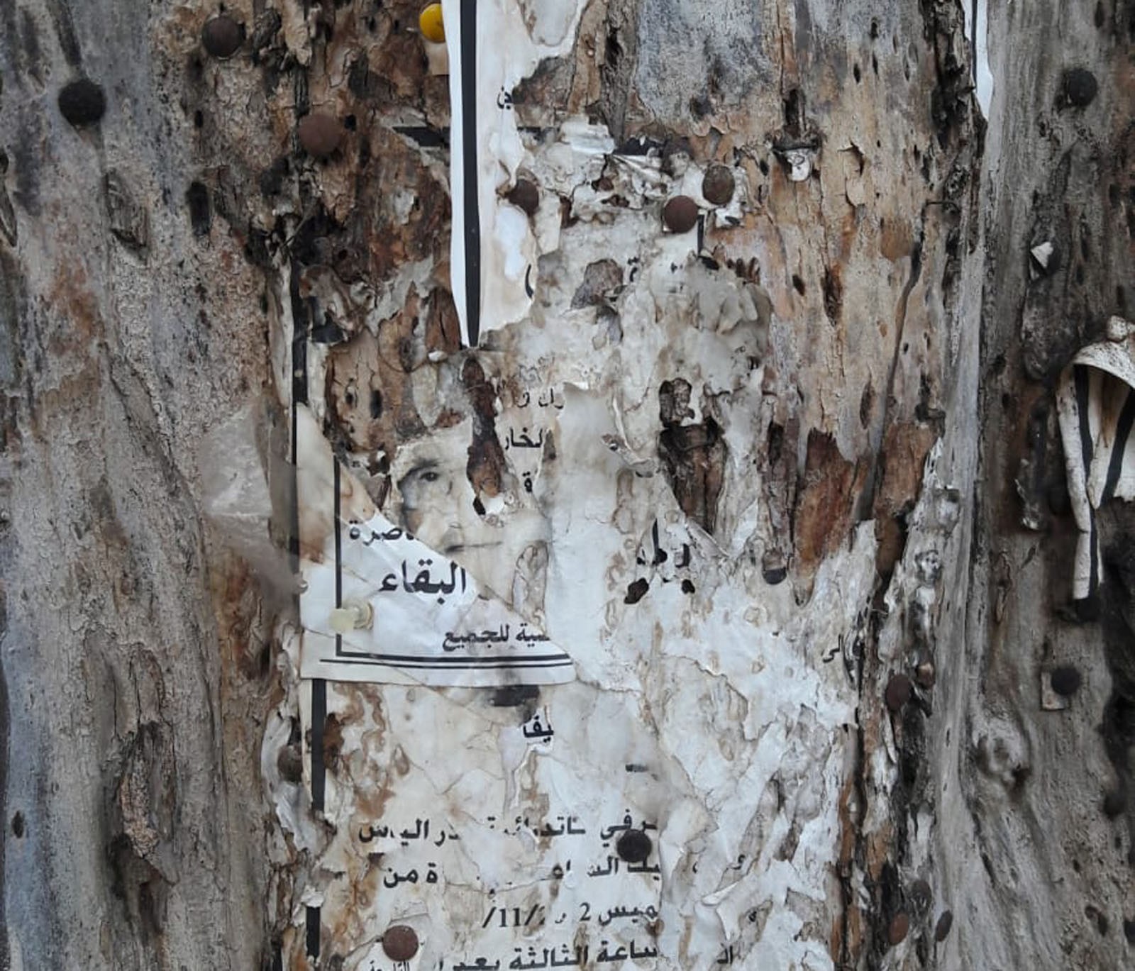 'Arbre dels morts', Haifa, Israel