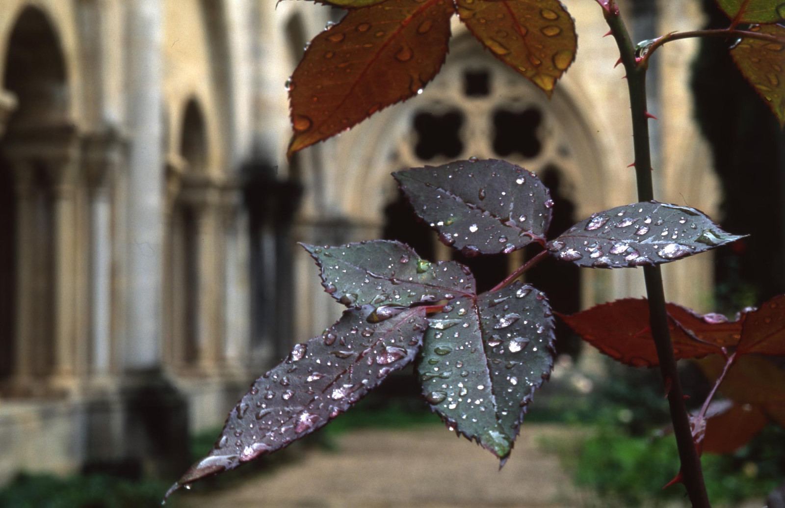 Claustre del Monestir de Poblet